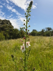Verbascum blattaria