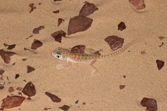 Stenodactylus doriae