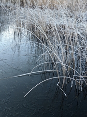 Schoenoplectus lacustris