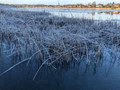 Schoenoplectus lacustris