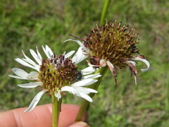 Callilepis laureola