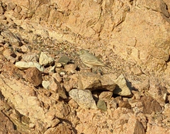 Ammomanes deserti