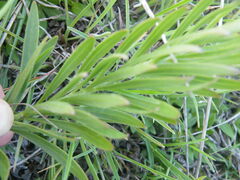 Callilepis laureola