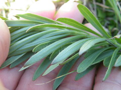 Callilepis laureola