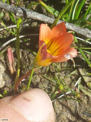Romulea pilosa