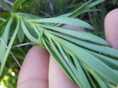 Callilepis laureola