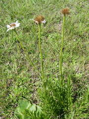 Callilepis laureola
