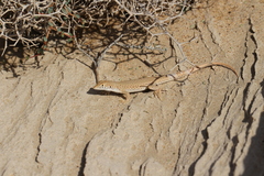 Acanthodactylus schmidti