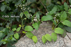 Paederia foetida