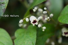 Paederia foetida
