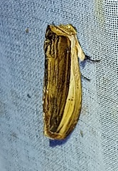 Truncaptera truncata