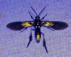 Macrocneme chrysitis