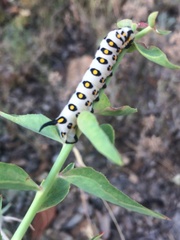 Hyles nicaea