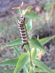Hyles nicaea