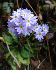 Primula denticulata