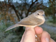 Curruca iberiae