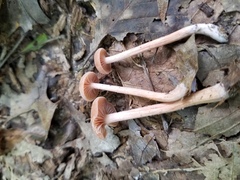 Laccaria trichodermophora