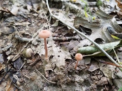 Laccaria trichodermophora