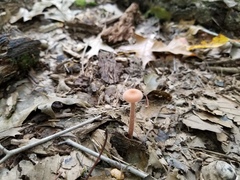 Laccaria trichodermophora