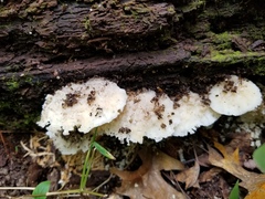 Tyromyces galactinus