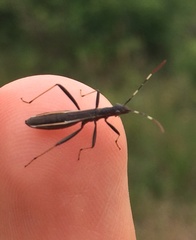 Micrelytra fossularum