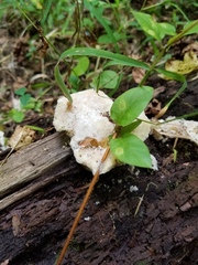 Tyromyces galactinus
