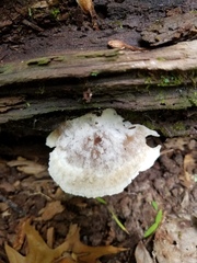 Tyromyces galactinus