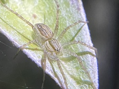 Dolomedes facetus