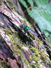 Euglossa