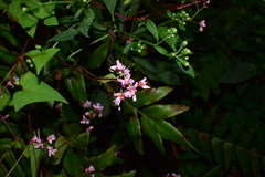 Persicaria senticosa