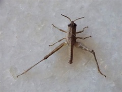 Acrididae
