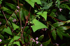 Persicaria senticosa
