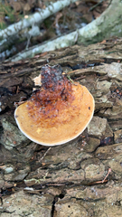 Fomitopsis pinicola