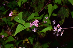 Persicaria senticosa