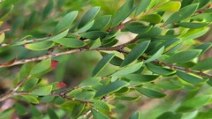 Melaleuca thymifolia