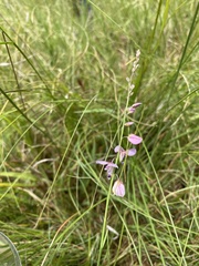 Polygala hottentotta