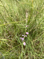 Polygala hottentotta