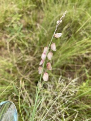 Polygala hottentotta