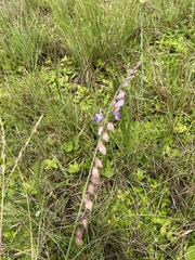 Polygala hottentotta