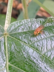 Partamona testacea