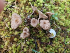 Arrhenia rickenii