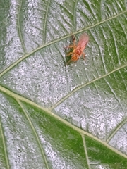 Partamona testacea