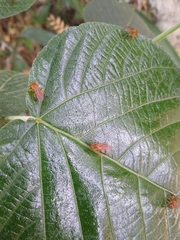 Partamona testacea