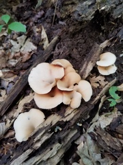 Crepidotus nyssicola