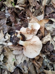 Crepidotus nyssicola