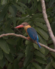 Pelargopsis capensis
