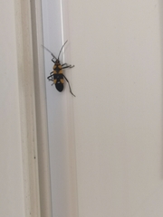 Oncopeltus famelicus