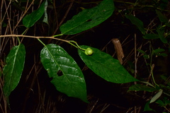 Triadica cochinchinensis