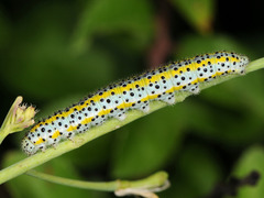 Euchloe ausonia