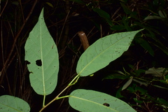 Triadica cochinchinensis